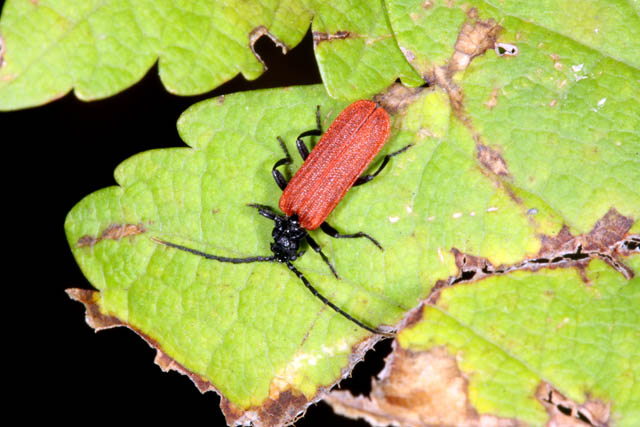 Platycis minutus - Copyright Denis Bourgeois